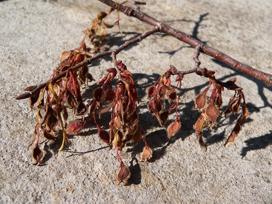 {Ulmus serotina}